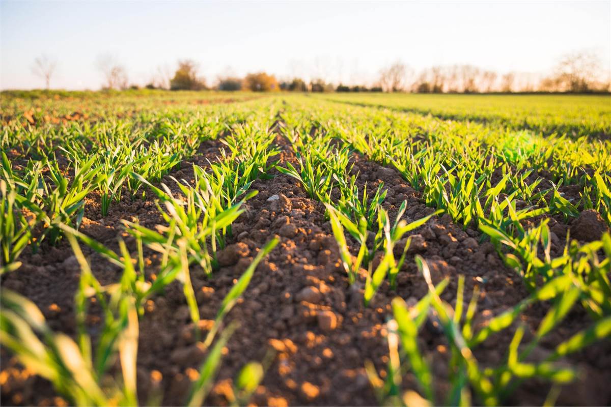 4,5 ettari di terreno pianeggiante per imprenditore agricolo