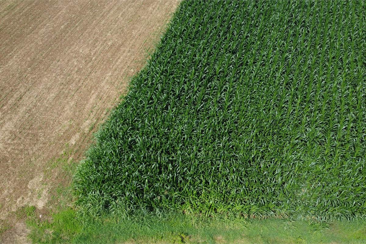 Ottimo Terreno agricolo a Fenegrò 
