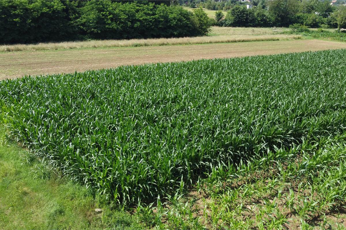Ottimo Terreno agricolo a Fenegrò 