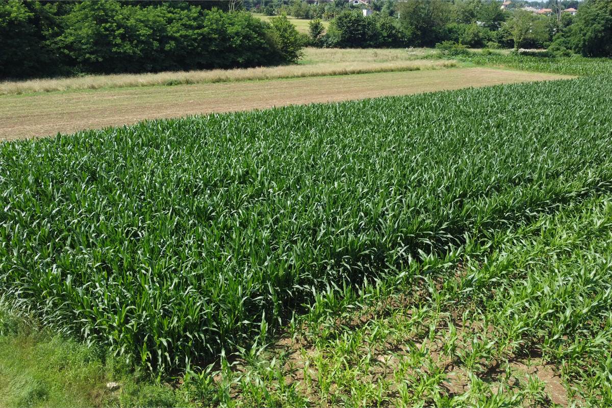 Ottimo Terreno agricolo a Fenegrò 