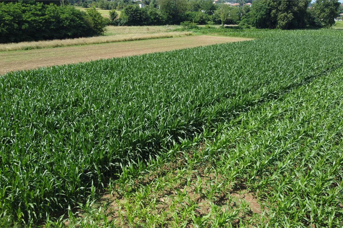 Ottimo Terreno agricolo a Fenegrò 