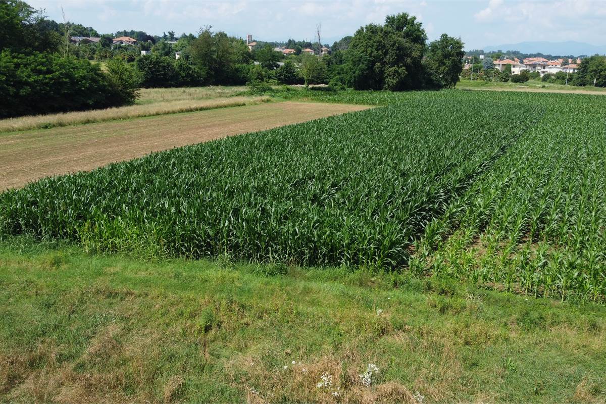 Ottimo Terreno agricolo a Fenegrò 