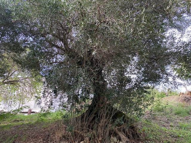 CASTELPOTO (BN)